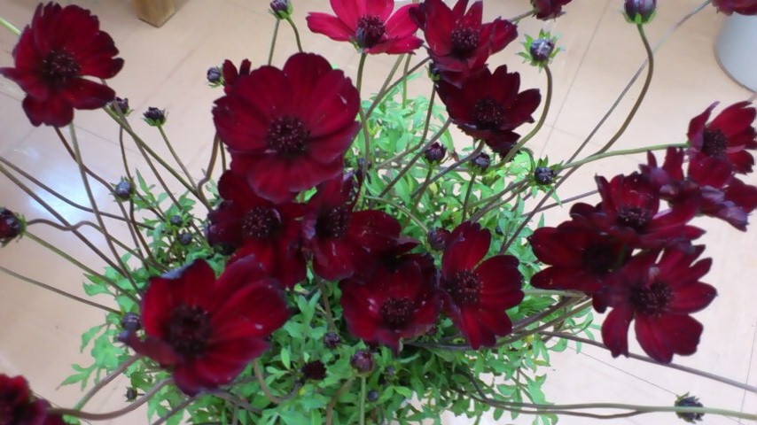 チョコレートコスモス 10月27日の誕生花らしい