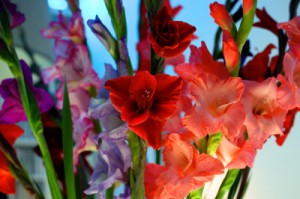 グラジオラス:11月26日の誕生花らしい