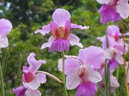 カトレア:シンガポールの国花