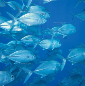 イメージ写真です。