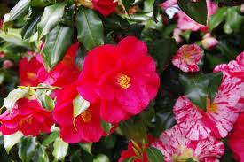 サザンカ:11月9日の誕生花らしい