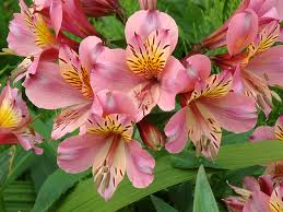 アリストロメリア:12月16日の誕生花