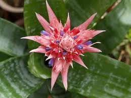 アナナス:12月30日の誕生花