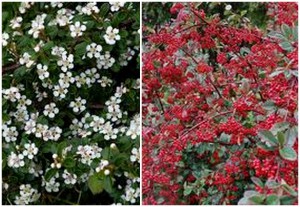 コトネアスター：１２月１４日の誕生花