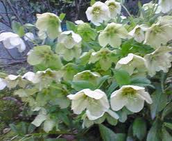 クリスマス・ローズ:12月20日の誕生花