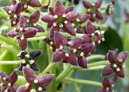 アオキ:12月12日の誕生花