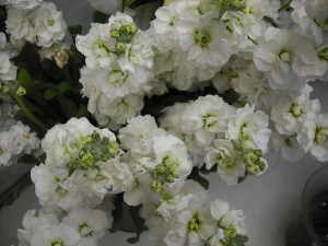 ストック：１２月３日の誕生花