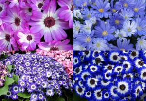 シネラリア:12月18日の誕生花