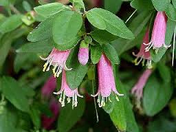 コーレア:12月11日の誕生花