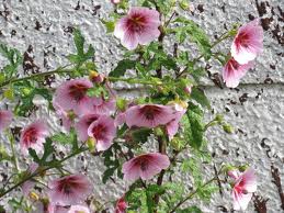 アニソドンテア:12月28日の誕生花