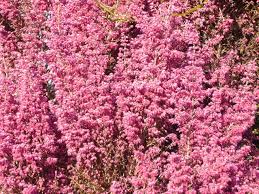 アワユキエリカ:12月5日の誕生花