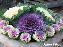 ハボタン:12月7日の誕生花