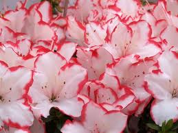 アザレア:12月13日の誕生花