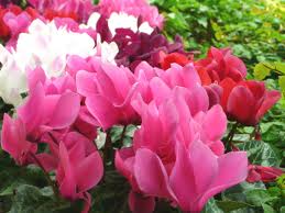 シクラメン:12月22日誕生花