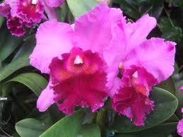 カトレア:12月23日の誕生花