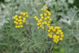 カレープラント:12月27日の誕生花