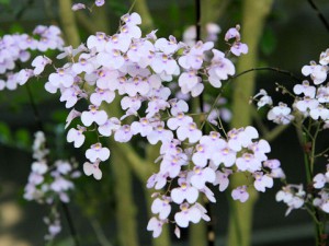 イオノプシス：１２月２日の誕生花