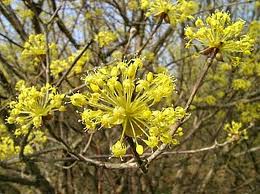 サンシュユ:1月18日の誕生花