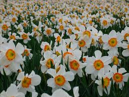 スイセン:1月4日の誕生花