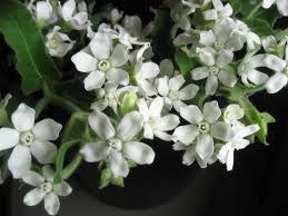 ホワイトスター:1月5日の誕生花