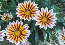 ガザニア:1月28日の誕生花