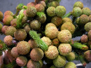 バーゼリア:1月19日の誕生花