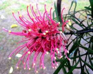 グレビレア：１月１２日の誕生花