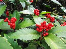 センリョウ:12月31日の誕生花