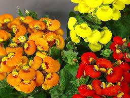 カルセオラリア:1月2日の誕生花