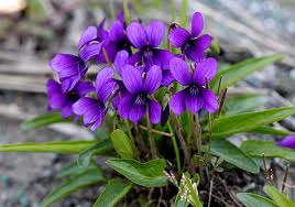 スミレ:1月6日の誕生花