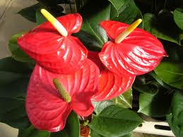 アンスリウム:1月14日の誕生花