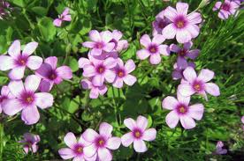 オキザリス:1月15日の誕生花