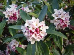 ジンチョウゲ:1月16日の誕生花