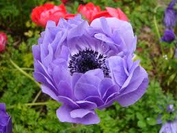 アネモネ:1月22日の誕生花