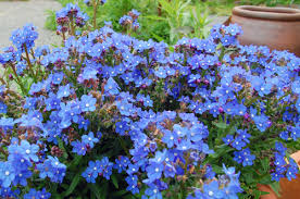 アンチューサ:2月9日の誕生花