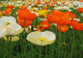 アイスランド・ポピー:2月20日のt誕生花