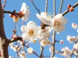 ウメ:2月1日の誕生花