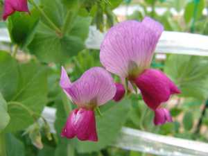 エンドウ:2月10日の誕生花