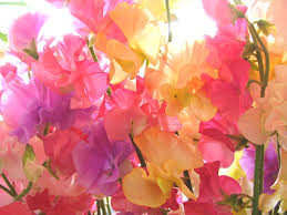 スイートピー:2月8日の誕生花