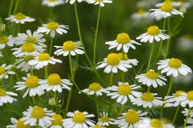 カモミール:2月14日の誕生花