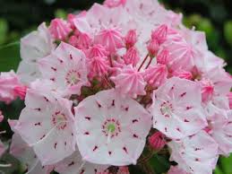 カルミア:2月17日の誕生花