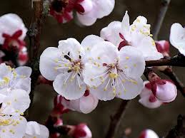 アンズ:2月23日の誕生花