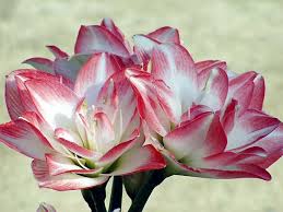 アマリリス:2月24日の誕生花