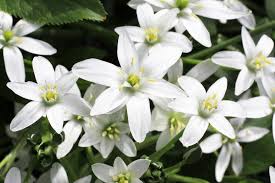 オーニンガラム:2月27日の誕生花