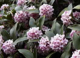 ジンチョウゲ:3月1日の誕生花