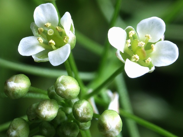 アワナズナ:2月3日の誕生花