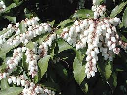 アセビ:3月9日の誕生花