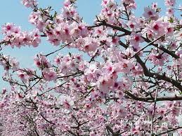 アーモンド:3月13日の誕生花