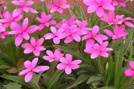 アッツザクラ:3月8日の誕生花