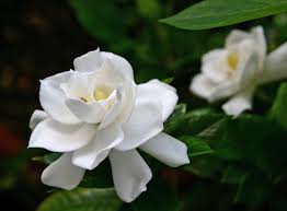 クチナシ:3月19日の誕生花